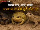 थंडीला सुरूवात होताच अचानक कुठे गायब होतात साप आणि पाली? पाहा असतं नेमकं कारण... - Marathi News | Where do snakes and lizards suddenly disappear as soon as winter comes? Let's see the real reason... | Latest jarahatke Photos at Lokmat.com