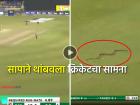 Video: साप... साप... Live सामन्यात घडला विचित्र प्रकार, भरमैदानात उडाला गोंधळ अन् मग...