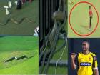 Video: आशिया चषकापूर्वी श्रीलंकेत सापांची दहशत; थोडक्यात वाचला श्रीलंकन खेळाडू...
