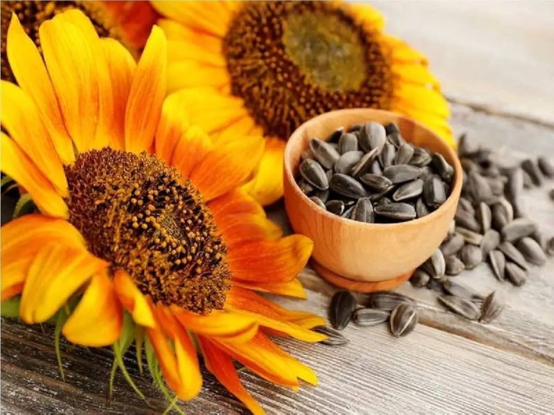 भोपळा-सूर्यफुलाच्या बियांसह ‘या’ ६ बिया वाढवतात फर्टिलिटी-तारुण्य आणि चेहऱ्यावरचं तेज ओसरणारच नाही