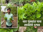 अल्पभूधारक बाळासाहेबांच्या जिद्द, कष्टाला आले यश; चार गुंठ्यांच्या पुदिना शेतीतून उत्पन्न पाच लाख - Marathi News | Smallholder Balasaheb's determination and hard work led to success; Income of five lakhs from four gunthas of mint farming | Latest success-story News at Lokmat.com
