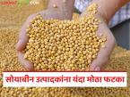 सोयाबीन उत्पादक शेतकऱ्यांना यंदा २,३९५ रुपयांचा फटका; दर वधारल्याने आधी विक्री करणाऱ्यांची निराशा - Marathi News | Soybean farmers hit by Rs 2,395 this year; Earlier sellers disappointed due to price hike | Latest market-yard News at Lokmat.com