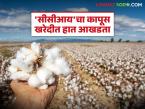 'सीसीआय'चा कापूस खरेदीत हात आखडता; 'या' जिल्ह्यातील चार तालुक्यांत केवळ ४३ हजार क्विंटल खरेदी - Marathi News | CCI struggles in cotton procurement; Only 43 thousand quintals purchased in four talukas of this district | Latest market-yard News at Lokmat.com