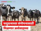 पशुधनाच्या संगोपनासाठी 'पशुसंवर्धन किसान क्रेडिट कार्ड'द्वारे मिळणार तीन लाखांचे अर्थसाहाय्य - Marathi News | Financial assistance of Rs 3 lakhs will be available through 'Pashu Samvardhan Kisan Credit Card' for livestock rearing. | Latest agri-business News at Lokmat.com