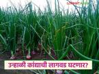यंदा उन्हाळी कांद्याची लागवड घटणार? खर्चापेक्षा उत्पादन कमी; शेतकऱ्यांमध्ये निरुत्साह - Marathi News | Will summer onion cultivation decrease this year? Production less than expenditure; Farmers discouraged | Latest farming-ideas News at Lokmat.com