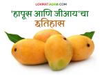 विषय 'हापूस'च्या हक्काचा! जाणून घ्या काय आहे 'हापूस आणि जीआय'चा इतिहास - Marathi News | The topic is about the rights of 'Hapus'! Know what is the history of 'Hapus' and GI | Latest farming-ideas News at Lokmat.com