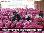 मुबलक उत्पादन तरी नाफेड, एनसीसीएफकडून एक लाख टन कांदा खरेदी यंदा कमी - Marathi News | Despite abundant production, NAFED, NCCF purchase one lakh tonnes of onion less this year | Latest market-yard News at Lokmat.com