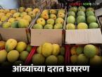 अक्षय्य तृतीयेनंतर आंब्याचे दर निम्म्याने कमी; कोकण, कर्नाटकातून येत असलेल्या आंब्याला वाचा किती मिळतोय दर - Marathi News | Mango prices cut by half after Akshaya Tritiya; Read how much price mangoes coming from Konkan and Karnataka are getting | Latest market-yard News at Lokmat.com