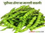 तुरी पेक्षा शेंगा खाताहेत अधिक भाव; बाजारात मागणी वाढल्याने दरात तेजी - Marathi News | Legumes are being sold at a higher price than tur; Prices have risen due to increased demand in the market | Latest market-yard News at Lokmat.com