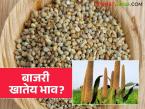 राज्याच्या 'या' दोन बाजारात बाजरी खातेय सर्वाधिक भाव; वाचा सविस्तर - Marathi News | Millet prices are highest in these two markets of the state; Read in detail | Latest market-yard News at Lokmat.com