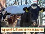 जनावरांना आजारांचा धोका वाढला; पशुपालकांनो, हिवाळा ठरू शकतो तोट्याचा! पशुधनाची काळजी घ्या - Marathi News | The risk of diseases for animals has increased; Animal husbandry, winter can be a loss! Take care of livestock | Latest agri-business News at Lokmat.com