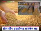 सोयाबीनने गाठला पाच हजारांचा पल्ला; हळद बाजार देखील वधारल्याने दिलासा! - Marathi News | Soybean prices reach 5,000; Turmeric market also up, a relief! | Latest market-yard News at Lokmat.com