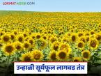 कमी पाण्यात भरघोस उत्पादन देणाऱ्या सूर्यफुलाची लागवड ठरेल यंदा फायद्याची; वाचा सविस्तर - Marathi News | Cultivation of sunflowers, which produce high yields with less water, will be beneficial this year; Read in detail | Latest smart-farming News at Lokmat.com