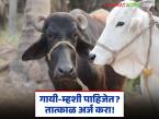 अनुदानावर दूध देणाऱ्या गायी-म्हशी किंवा कालवडी पाहिजेत? मग तात्काळ 'येथे' अर्ज करा - Marathi News | Do you need subsidized milking cows, buffaloes or calabash? Then apply 'here' immediately | Latest agri-business News at Lokmat.com