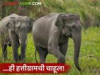 तिलारी खोऱ्याला आभासी हत्ती अधिवासाचे नाव देण्याचा प्रयत्न; हत्तीग्रामची चाहूल, शेतकऱ्यांना शंका! - Marathi News | Attempt to name the Tilari Valley as a virtual elephant habitat; Elephant village rumours, farmers have doubts! | Latest farming-ideas News at Lokmat.com