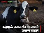 पशुपालकांनो पशुधनाची विशेष काळजी घ्या; उन्हामुळे जनावरांमध्ये आजाराचे प्रमाण वाढले - Marathi News | Animal husbandry, take special care of your livestock; the incidence of diseases among animals has increased due to the heat | Latest agri-business News at Lokmat.com