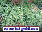 बाजारात मेथी आणि कोथिंबीरीची आवक वाढली; वाचा काय मिळतोय दर - Marathi News | The arrival of fenugreek and coriander in the market has increased; Read what is the price being offered | Latest market-yard News at Lokmat.com