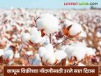 हमीभाव दराने कापूस विक्रीच्या नोंदणीसाठी उरले केवळ सात दिवस; त्वरित नोंदणी करण्याचे आवाहन - Marathi News | Only seven days left to register for selling cotton at guaranteed price; appeal to register immediately | Latest market-yard News at Lokmat.com