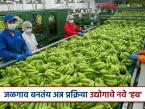 केळीचा जिल्हा 'प्रोसेसिंग'मध्येही घेतोय भरारी; जळगावात १२२३ सूक्ष्म खाद्य उद्योगांना चालना - Marathi News | Banana district is also taking off in 'processing'; 1223 micro food industries promoted in Jalgaon | Latest farming-ideas News at Lokmat.com