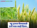 ज्वारीची मुदत संपली, आता गहू-हरभरा विम्यासाठी उरले फक्त काही दिवस; रब्बी पीक विमा योजना - Marathi News | Sorghum deadline has expired, now only a few days left for wheat-gram insurance; Rabi crop insurance scheme | Latest farming-ideas News at Lokmat.com