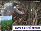 साडेचार फूट सरी ठेवून ८६०३२ उसाची लागवड; उत्पादनात एकरी १६० टनाची मजल मारणार - Marathi News | 86032 sugarcane plantations with four and a half feet of row spacing; Production will reach 160 tons per acre | Latest success-story News at Lokmat.com