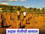 माजी सनदी अधिकाऱ्याने अद्रक पिकात केली कमाल; दीड एकरात घेतले १० लाखांचे उत्पन्न - Marathi News | Former chartered officer excels in ginger cultivation; earns Rs 10 lakhs in income from one and a half acres | Latest success-story News at Lokmat.com