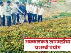 'अक्कलकरा' फायदेशीर शेती, पाने, फुले आणि मुळ्यांचीही विक्री, तीन महिन्यांत उत्पन्न सुरु  - Marathi News | Latest news Akkalakara profitable farming, leaves, flowers and even radishes are also sold, income starts in three months | Latest farming-ideas News at Lokmat.com