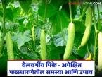 वेल वर्गीय पिके : अपेक्षित फळधारणेतील समस्या अन् त्यावरील उपाय, वाचा सविस्तर  - Marathi News | Latest news Vine crops Problems in expected fruit set and solutions, read in detail | Latest smart-farming News at Lokmat.com