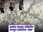 Akot Market Committee : अकोट बाजार समितीत कापूस खरेदीला ब्रेक; काय आहे कारण वाचा सविस्तर - Marathi News | latest news Akot Market Committee: Break in cotton procurement in Akot Market Committee; What is the reason, read in detail | Latest market-yard News at Lokmat.com