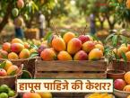Akshaya Tritiya Mango Market : आमरसासाठी बेस्ट कोण? हापूस, केशर की लालबाग; बाजारात तिहेरी लढत - Marathi News | latest news Akshaya Tritiya Mango Market : Which is best for Aamras? Hapus, Keshar or Lalbaug; Triple battle in the market | Latest market-yard News at Lokmat.com