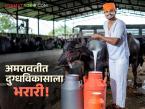 Dairy Scheme : दुग्धविकास प्रकल्पाचा दुसरा टप्पा सुरू; अमरावतीतील शेतकऱ्यांना मिळणार मोठा लाभ वाचा सविस्तर - Marathi News | latest news Dairy Scheme: Second phase of dairy development project begins; Farmers in Amravati will get big benefits Read in detail | Latest agri-business News at Lokmat.com