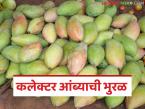 गोड, रसाळ अन् दीड ते दोन किलो वजनाचा कलेक्टर आंबा, या आंब्याला कलेक्टर नाव कसं पडलं?  - Marathi News | Latest News Mango Market Sweet, juicy Collector mango read full history of this mango | Latest farming-ideas News at Lokmat.com