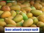 यंदा केशर आंब्याचे उत्पादन 70 टक्के घटले, आखाती युद्धामुळे निर्यातीला फटका, वाचा सविस्तर  - Marathi News | latest news saffron mango production has decreased by 70 percent, exports have been hit due to the Gulf War, read in detail | Latest market-yard News at Lokmat.com