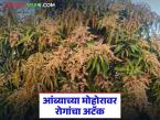 Amba Mohor Protection : आंब्याच्या मोहोरावर रोगांचा अटॅक; जाणून घ्या उपाययोजना सविस्तर - Marathi News | latest news Amba Mohor Protection: Diseases attack mango blossom; Know the measures in detail | Latest smart-farming News at Lokmat.com
