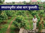 गावाने उभं केलं 'ऑक्सिजन पार्क', स्मशानभूमीच्या ७ एकर ओसाड जागेवर फुलवली आंबा, शेवग्याची बाग - Marathi News | latest News planted mango and sheva gardens on 7 acres of barren land of the cemetery | Latest farming-ideas News at Lokmat.com