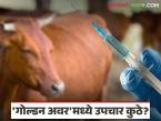 Animal Healthcare : ६९ पशुवैद्यकीय दवाखाने, १.७२ लाख उपचार; 'गोल्डन अवर'मध्ये अडचणी कायम - Marathi News | latest news Animal Healthcare: 69 veterinary clinics, 1.72 lakh treatments; Problems persist during 'golden hour' | Latest agri-business News at Lokmat.com