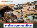 Animal Heatwave Care : उष्णतेत पशुधनाचे रक्षण कसे कराल? 'हे' उपाय ठरतील जीवनदायी - Marathi News | latest news Animal Heatwave Care: How to protect livestock in the heat? 'These' measures will be life-saving | Latest agri-business News at Lokmat.com