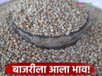 Bajra Market : थंडी सुरू होण्याआधीच मिळाला बाजरीला चांगला भाव वाचा सविस्तर - Marathi News | latest news Bajra Market: Pearl Millet got good price even before the onset of cold Read in detail | Latest market-yard News at Lokmat.com