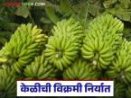 10 हजार कंटेनरद्वारे जळगावातून केळीची विक्रमी निर्यात, अचानक निर्यात कशी वाढली?  - Marathi News | Latest News Record banana export from Jalgaon with 10 thousand containers | Latest market-yard News at Lokmat.com