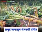 Banana Crop Damage : चार महिने उलटले… तरीही केळी नुकसानीनंतरही मदत मिळेना - Marathi News | latest news Banana Crop Damage: Four months have passed… Still no help after banana damage | Latest farming-ideas News at Lokmat.com