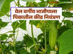 Vegetbale Farming : वेल वर्गीय भाजीपाला पिकांतील सद्यस्थितीतील कीड नियंत्रण कसे करावे?   - Marathi News | Latest News Vegetbale Farming How to control current pest situation in vegetable crops | Latest smart-farming News at Lokmat.com