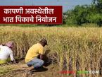 Bhat Kadhani : भात कापणी सुरु, कापणीसाठी वैभव विळ्याचा वापरच का? नियोजन कसे कराल  - Marathi News | Latest news bhat kadhani Harvesting begins in maharashtra rice-growing belt | Latest smart-farming News at Lokmat.com