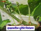 द्राक्षावरील भुरी रोगाची लक्षणे अन् त्याचे नियंत्रण कसे करावे, जाणून घ्या सविस्तर  - Marathi News | Latest news Learn in detail about symptoms of brown spot disease on grapes and how to control | Latest smart-farming News at Lokmat.com