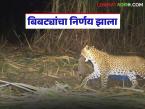 बिबट्यांना जेरबंद करण्यासाठी तब्बल ११ कोटी रुपयांचा निधी मंजूर; केल्या जाणार 'ह्या' उपाययोजना - Marathi News | A fund of Rs 11 crore has been approved to capture leopards; 'These' measures will be taken | Latest farming-ideas News at Lokmat.com