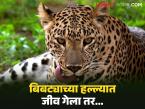 Leopard Attack: बिबट्याच्या हल्ल्यांना आता 'राज्य आपत्ती'चा दर्जा; बिबट्याच्या हल्ल्यात जीव गेल्यास कशी मिळणार भरपाई? - Marathi News | Leopard attacks now have the status of 'state disaster'; How will you get compensation if you lose your life in a leopard attack? | Latest farming-ideas News at Lokmat.com