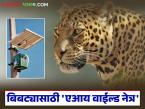 बिबट्या कॅमेऱ्यासमोर आल्यास लगेच सुरु होणार सायरन; काय आहे हे 'एआय वाईल्ड नेत्र' तंत्रज्ञान? - Marathi News | Siren will start immediately if a leopard comes in front of the camera; What is this 'AI Wild Eye' technology? | Latest farming-ideas News at Lokmat.com