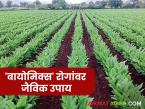 Organic Disease Control : १४ सूक्ष्मजीवांची ताकद; हळद–अद्रक पिके होणार रोगमुक्त वाचा सविस्तर - Marathi News | latest news Organic Disease Control: The power of 14 microorganisms; Turmeric-ginger crops will be disease-free Read in detail | Latest smart-farming News at Lokmat.com