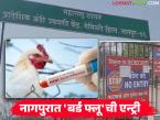 Bird Flu Alert in Nagpur : नागपुरात बर्ड फ्लूची एन्ट्री; 'या' भागात २१ दिवस कडक निर्बंध - Marathi News | latest news Bird Flu Alert in Nagpur: Bird flu enters Nagpur; Strict restrictions in ‘this’ area for 21 days | Latest agri-business News at Lokmat.com