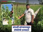 युवा शेतकऱ्याची कमाल 'जंगली वांग्याला टोमॅटोचे कलम' वाचा काय-काय होत आहेत फायदे? - Marathi News | Read the amazing story of a young farmer 'Tomato grafting create from wild brinjal plant' What are the benefits? | Latest success-story News at Lokmat.com