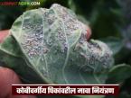 Agriculture News : कोबीवर्गीय पिकांवरील मावा नियंत्रण कसे करावे, काय-काय फवारणी करावी?  - Marathi News | Latest News How to control aphids on cabbage crops, what to spray see details | Latest smart-farming News at Lokmat.com